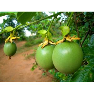100% natural passiflora caerulea extract-- Passiflora incarnata L.