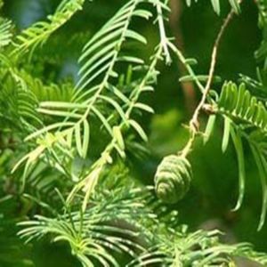 Saponins 40%, 60% tribulus terrestis extract -Tribulus terrestris L.