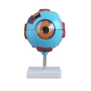Medical Plastic Simulation 6X Enlarged Human Eye 3d Model For Science Display