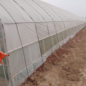 Single-Span Agricultural Mini Greenhouse for Vegetables Easily Assembled