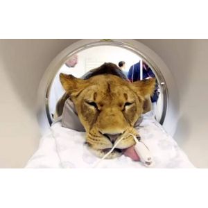 Medical Animal Bluetooth Pulse Oximeter CE Approved