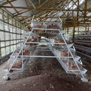 China Layer Chicken Cage Poultry Farming Equipment 96 Birds 120 Birds on sale