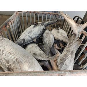 HACCP Approved 10 - 20KG Frozen Yellowfin Tuna WR