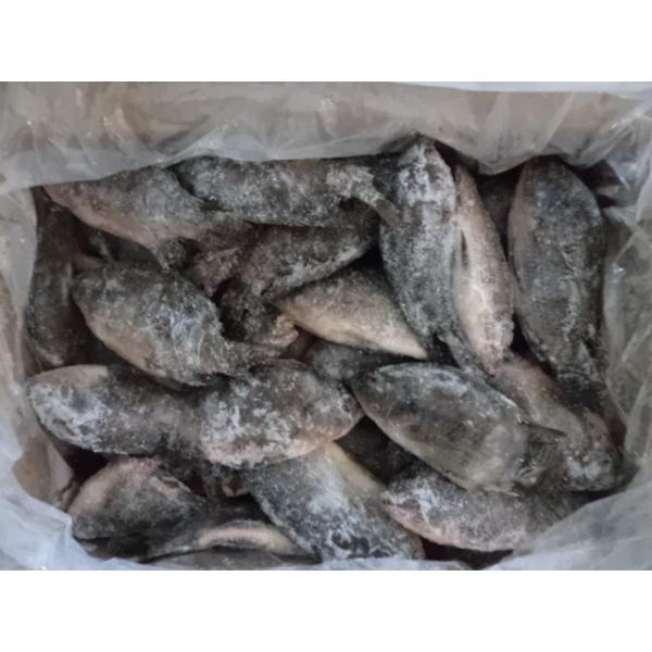 Buy Top quality frozen Tilapia fish of frozen tilapia whole round at wholesale prices