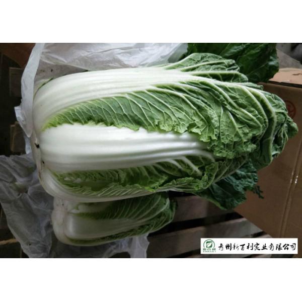 Buy Nutritious Chinese Green Cabbage Helps Improve Digestion Easy Stockpile at wholesale prices
