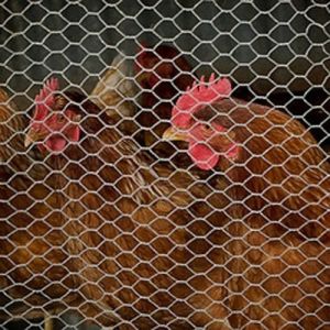 Quality hexagonal wire netting,Chicken Wire Mesh,Galvanized Hexagonal Wire Netting for sale