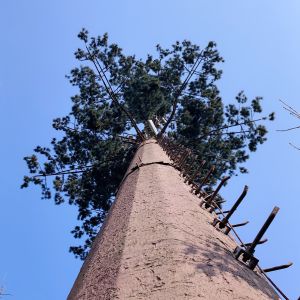 Artificial Trees Telecommunication Q345 Steel Monopoles