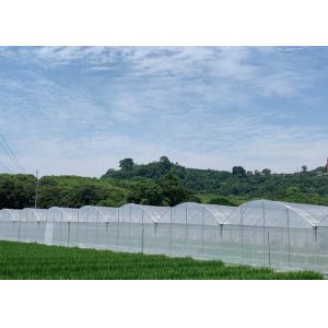 Customized Design Plastic Film Greenhouse , Lettuces Multi Tunnel Greenhouse