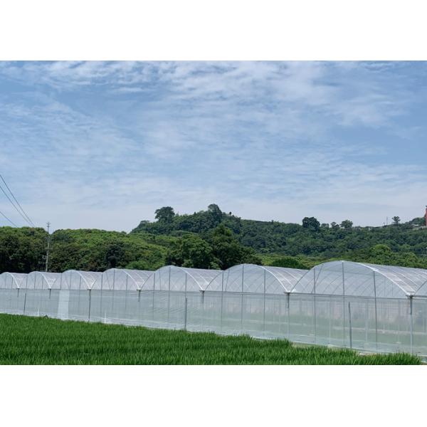 Buy Customized Design Plastic Film Greenhouse , Lettuces Multi Tunnel Greenhouse at wholesale prices