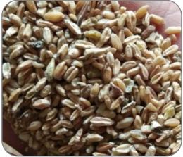 Customized Wheat Color Sorter White 3641*2077*1795 Intelligent Removal