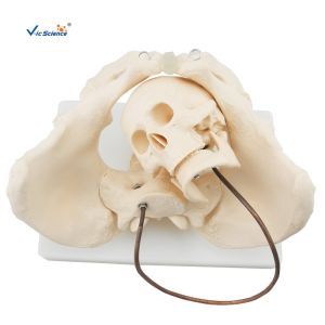Educational Anatomical Skeleton Model VIC-127 Birth Demonstration Model Medical
