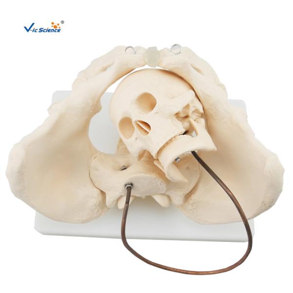 Buy Educational Anatomical Skeleton Model VIC-127 Birth Demonstration Model Medical at wholesale prices