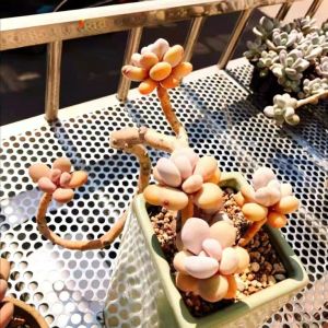 Punching Hole Expanded Metal Mesh Expanded Metal 4x8 Sheet Polishing