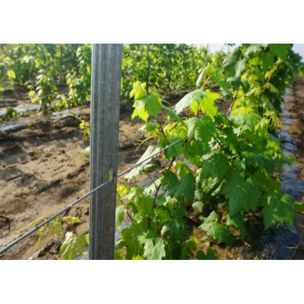 Hot Dipped Galvanized Steel Vineyard Post 2.0mm Thickness Use For Grape Growing