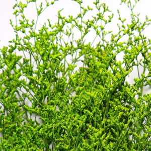 Beautiful Preserving Eucalyptus Foliage Dry Desmodium For Craft