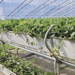 Plastic Sheet Flower Sunlight Greenhouse Drip Irrigation for Consistent