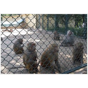 PVC Coated Chain Link Fence