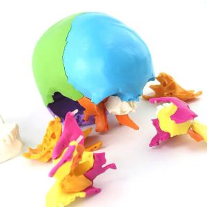 Disarticulated Human cranial 22 Parts cranial Model, Human Exploded cranial