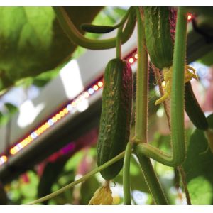 Cucumber LED Interlighting 80W High Output Supplemental Greenhouse Lighting