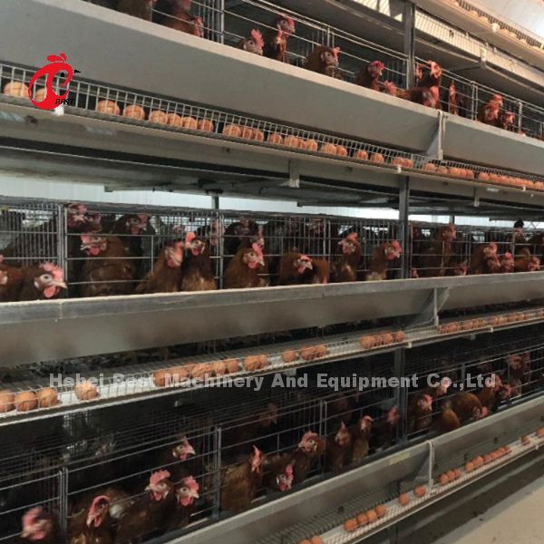 Layer Cage Automatic Poultry Farming Cage System Popular High Quality Egg Layer Cages Rose