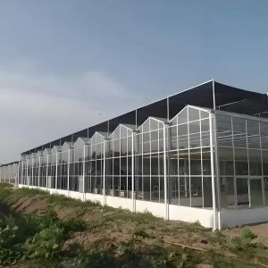 Agriculture Polycarbonate Greenhouse for Grape Planting