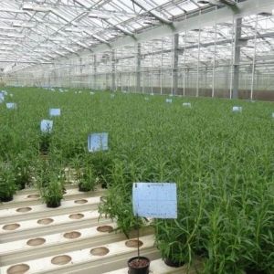 Highly Multi-Span Vertical Farming Container Greenhouse with Substrate Culture