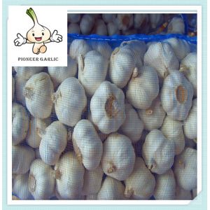 Chinese Fresh Super White Garlic 5.5CM Garlic 4Pcs/Bag In 10Kg Carton