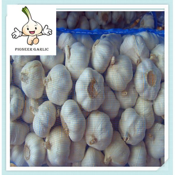 Buy pure white garlic for exporting, Garlic/Fresh Garlic/White Skin Garlic For Sale at wholesale prices