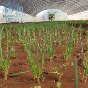 Agricultural Single Span Tunnel Strawberry PE Greenhouse Tunnel Plastic