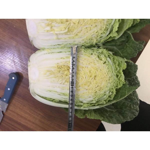 Buy Natural Hue Fresh Chinese Cabbage No Pesticide Residue Fiber Shin at wholesale prices