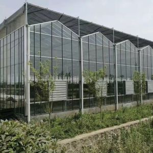 Glass Greenhouse with Hydroponics Growing Customized Request Roofing Shape A