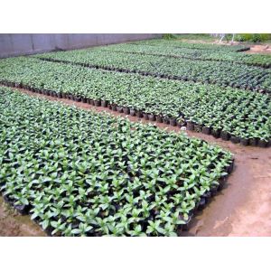 Hydroponic Soft Plastic Plant Pot Watercress Pot Light Weight