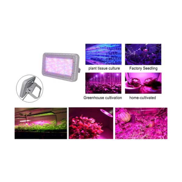 200W IR UV white led plant light , indoor greenhouse full spectrum layout led grow lighting
