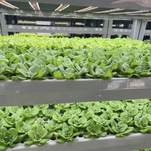 Hydroponics Cultivation Method Reefer Container Vegetable Greenhouse with