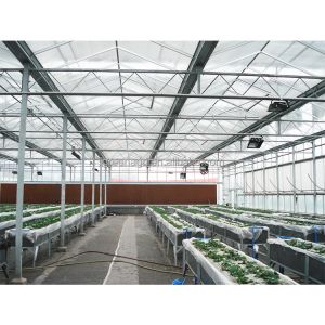 IGREEN Agricultural Venlo Glass Greenhouse to Grow Flowers and Seedlings