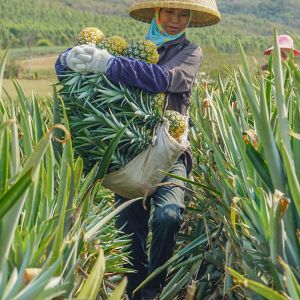 protease bromelain 600GDU-2400GDU Protease manufacturers fully soluble in water