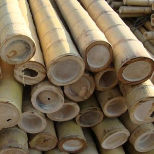 Garden Furniture Natural Bamboo Poles Stakes Straight For Garden Plant Length