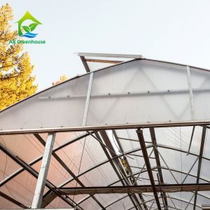 Vertical Farming Clear Polycarbonate Greenhouse 3m To 7m Height