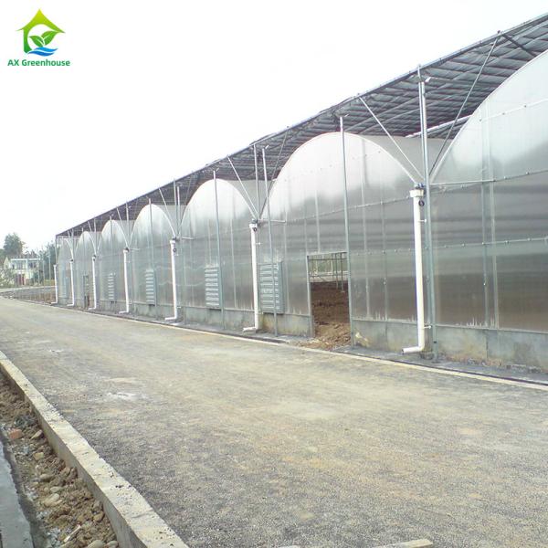Buy Multi-span Industrial Polycarbonate PC Sheet Tomato Fruit Hydroponic Greenhouse at wholesale prices