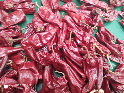 Buy Stemless Yidu Chili 10cm-15cm Red Jinta Chilli Pepper at wholesale prices