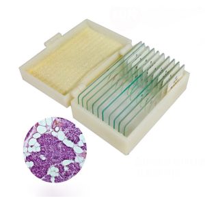 Plant Meiosis Prepared OEM Biology Microscope Slides Set 12 Pieces