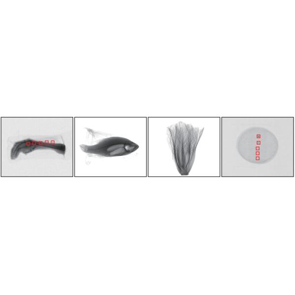 X-Ray Inspection System For Foreign Material/Bone/Stone/Plastic/Metal/Glass Particle In Meat/Pork/Beef/Chicken/Lamb