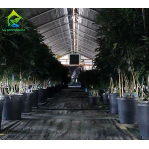 Automatic Blackout Light Dep Greenhouse Plastic Film Rolling Electric Greenhouse