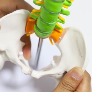 Flexible Femur And Pelvic Bone Anatomy Spine Model Vertebrae Nerves Arteries