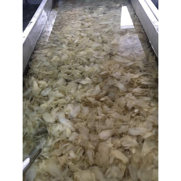 Vinegar Process Japanese White Pink Pickled Sushi Ginger for Open Air Cultivation Type