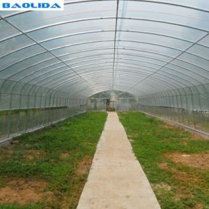 Single Span Plastic Tunnel Greenhouse Polyethylene Farm Agriculture Support