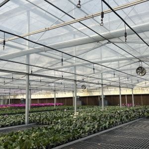Large and Venlo Style Glass Agricultural Greenhouse with Automatic Control