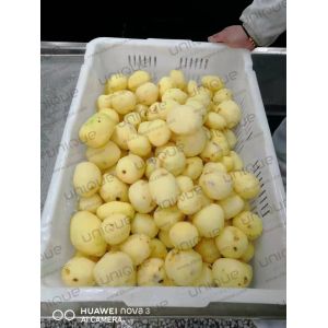 2022 Year Automatic Washing and Peeling Machine for Potatoes in Small Scale