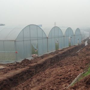 Hot Dip Galvanized Steel Wind Resistance Sides Ventilation Multi Span Greenhouse