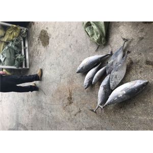 Quality Auxis Thazard A Grade Tuna 3kg Frozen Bonito Fish for sale